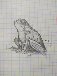 Frog sketch