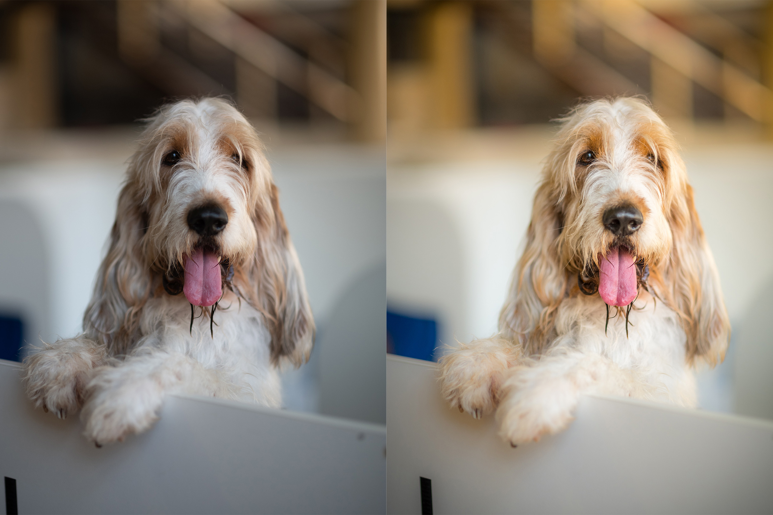 Creating a High Key Image | Tutorial | Adobe Lightroom