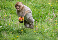 monkey on the move