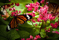 Visualizando la Migracion de la Mariposa Monarca