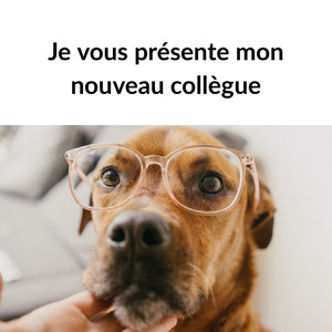Creer Un Meme En Ligne Gratuitement Adobe Spark