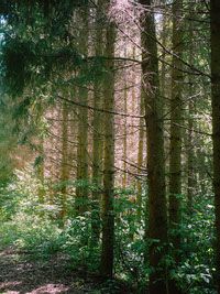 eden_woods