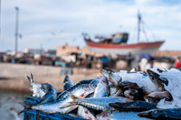 Pesca ilegal en el Mar Argentino