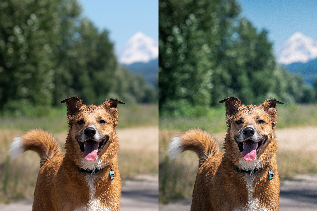 Stylizing an Outdoor Dog Portrait | Tutorial | Photoshop Lightroom
