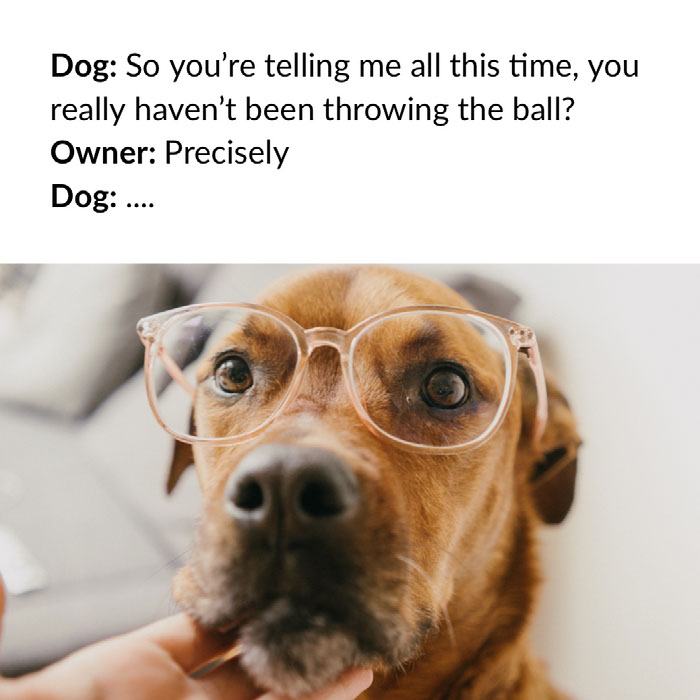 Funny Dog Memes Created By Adobe Spark