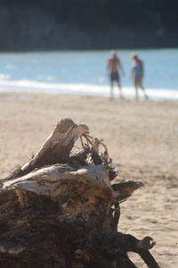 A log on the beach