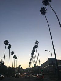 LA Sunset Palms