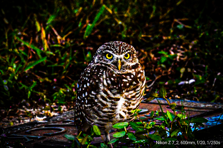 Improve your photography skills | Adobe Lightroom