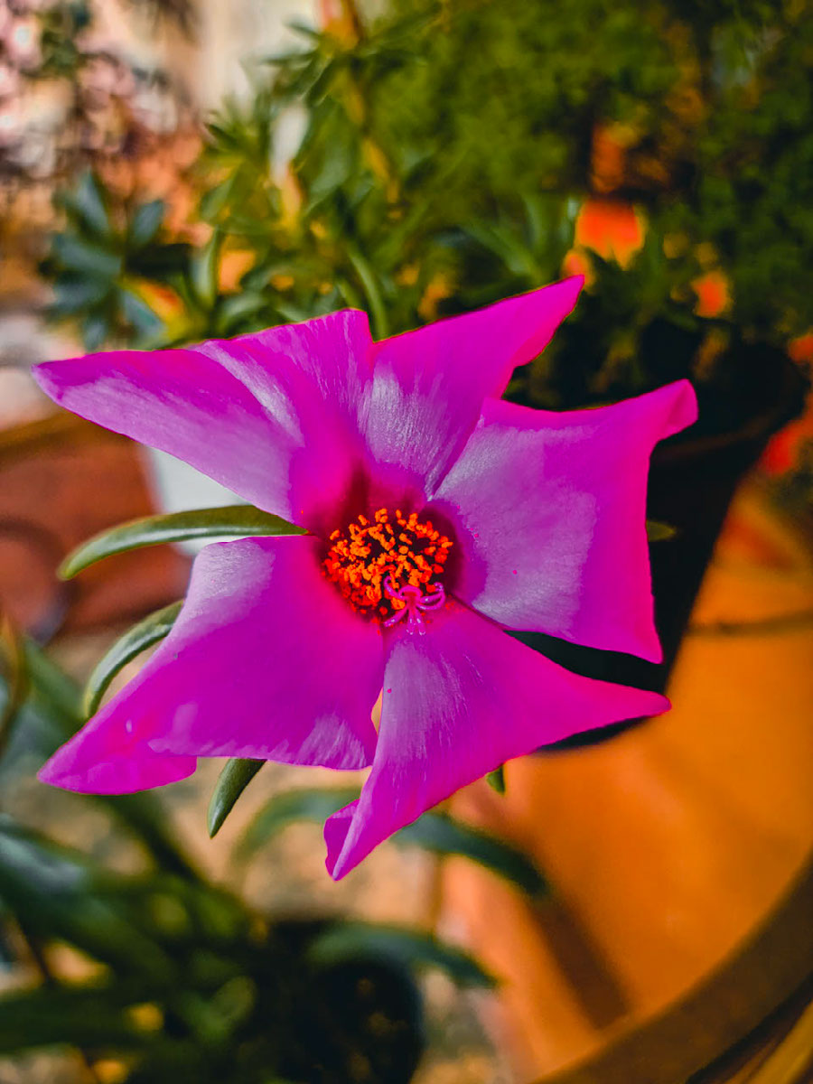 flores-edit-photoshop-lightroom