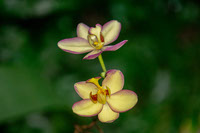 Orchid Harmony by Aravind Reddy Tarugu