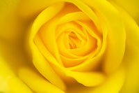 Rosa amarilla