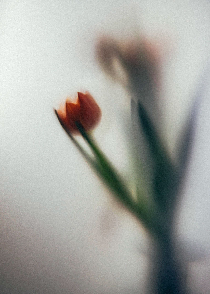 Flower Edit Lightroom