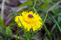 Ladybug on Dandelion