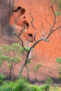 Uluru dry tree