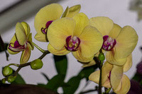 Sunny Double Spike Phal Orchid By Tarugu