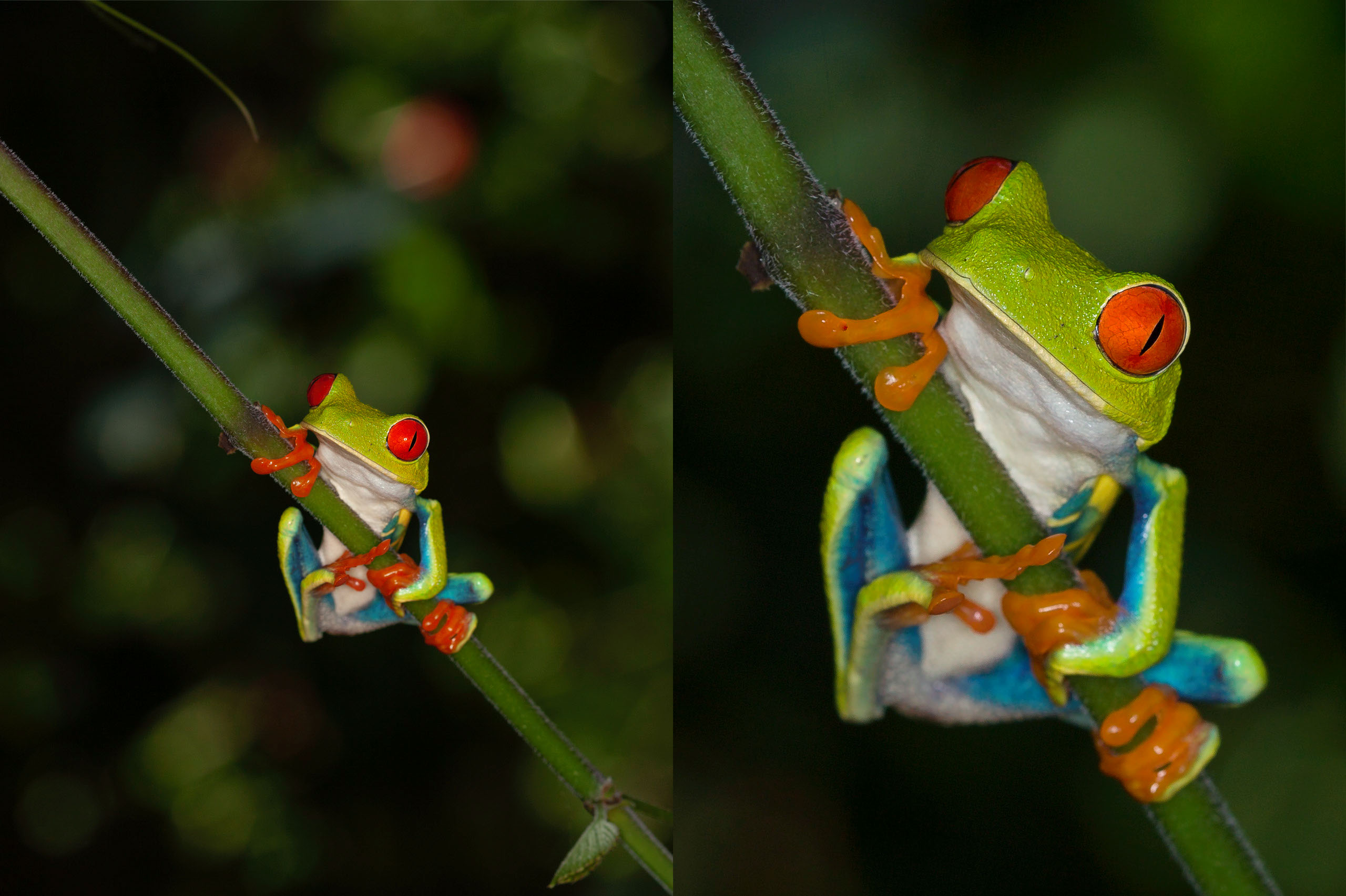 Working with Small Creatures | Tutorial | Adobe Lightroom