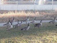 Gaggle of Canadian Geese