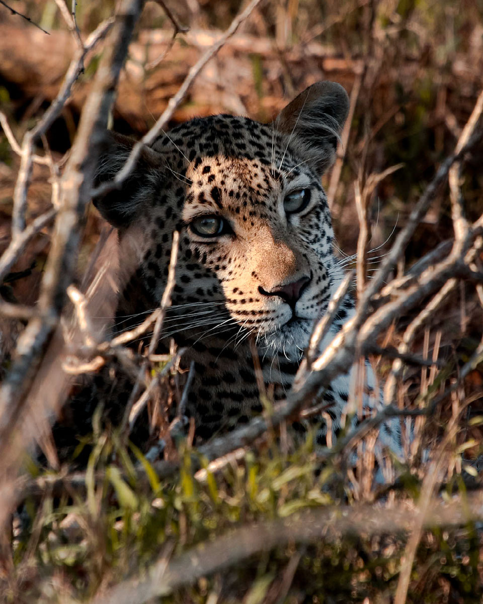 Leopard edit | Edit | Photoshop Lightroom