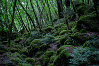 Moss Forest 1262