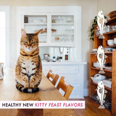 Free Customizable Templates With Cats Adobe Spark