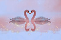 Love Swans -JPG_PDF_PNG