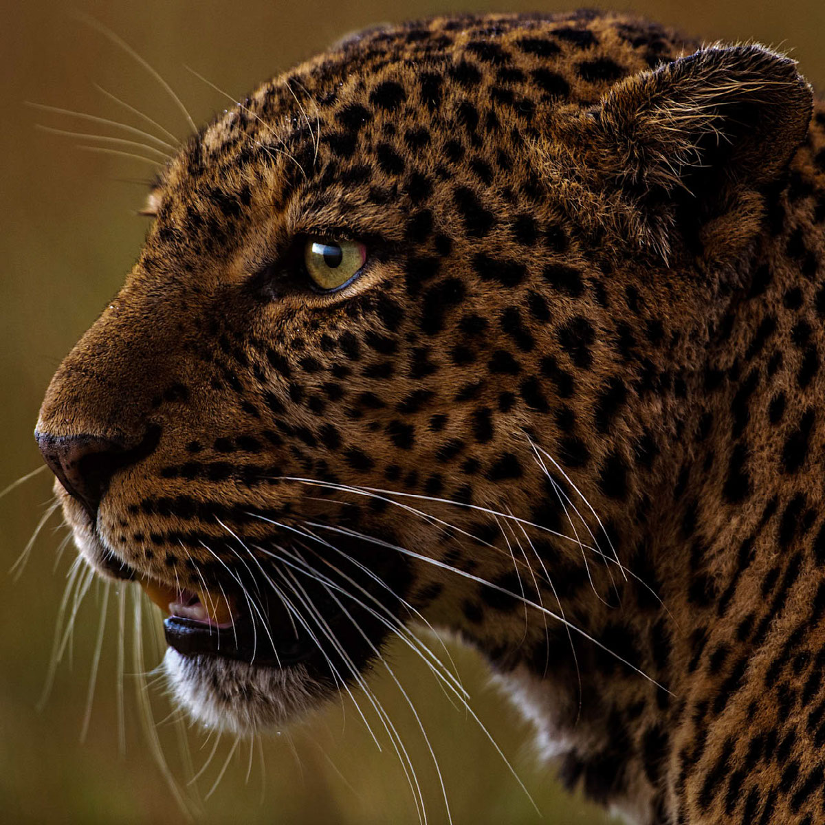 Leopard | Edit | Photoshop Lightroom