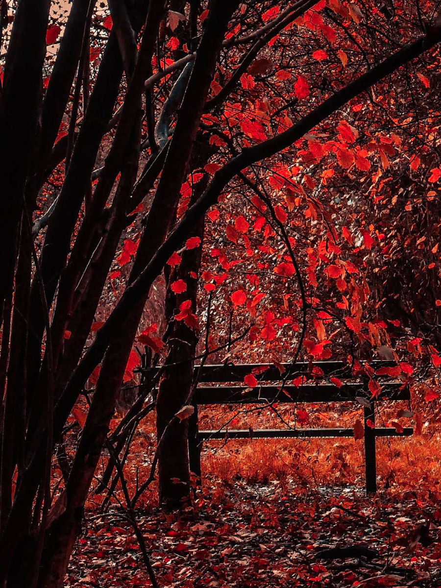 Red fall @snippephotography | Edit | Photoshop Lightroom