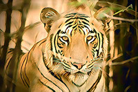 Wild Tiger -JPG_PDF_PNG