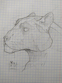 Puma sketch 2023