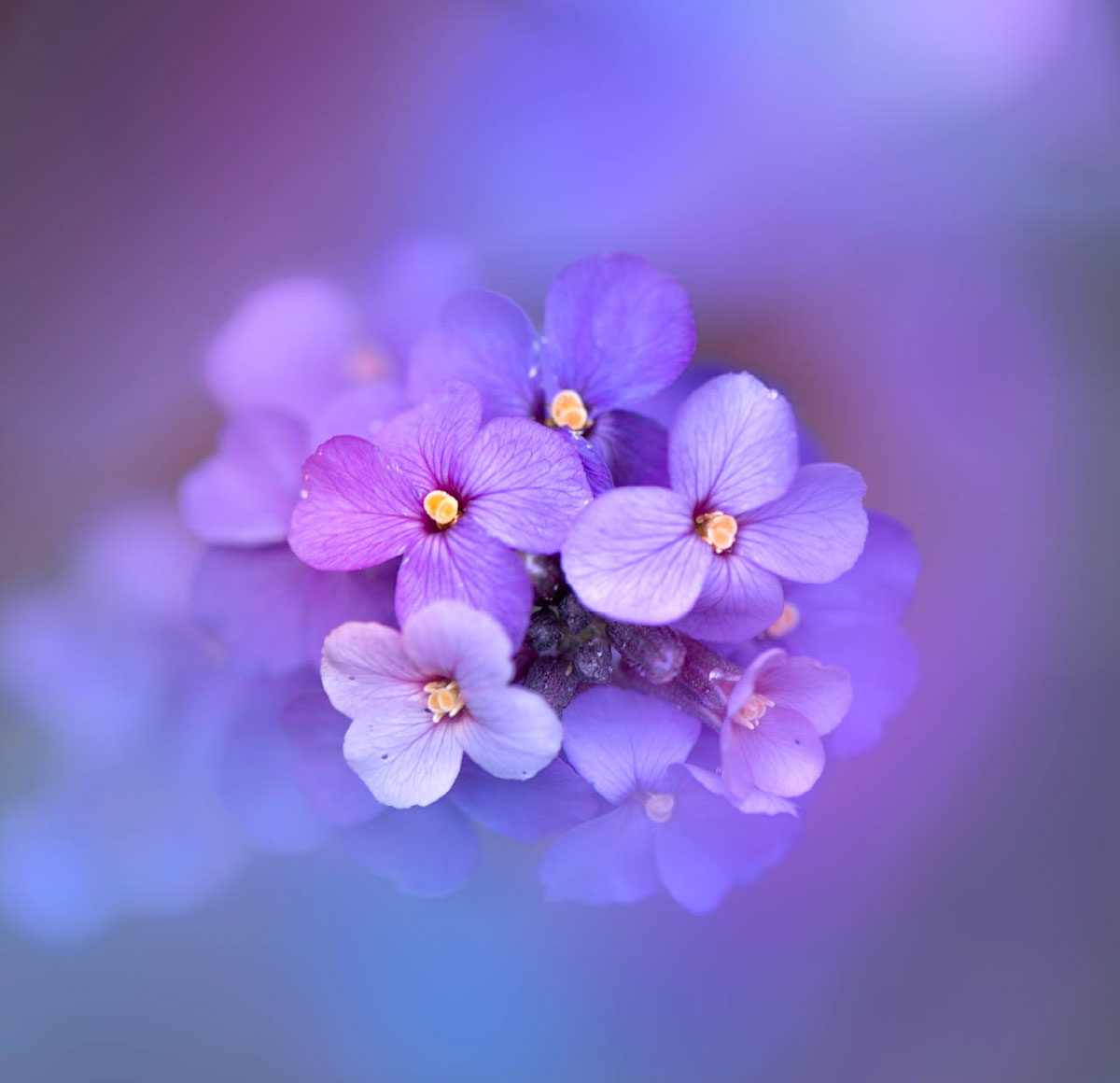 Purple | Edit | Photoshop Lightroom