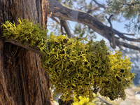 lichen drinking sunlight