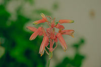 Orange Aloe Flowers By Tarugu
