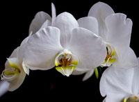 Macro Photo of White Phalaenopsis Moth Orchids Flower By Tarugu
