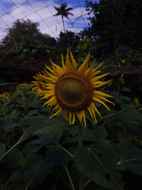 sunflower in crop museum