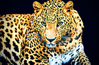 Cheetah Energy -JPG_PDF_PNG