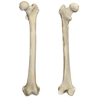 femur bones