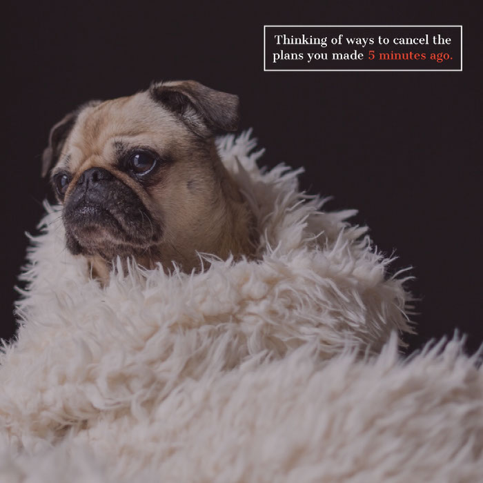 Create Your Own Dog Memes For Free Adobe Spark