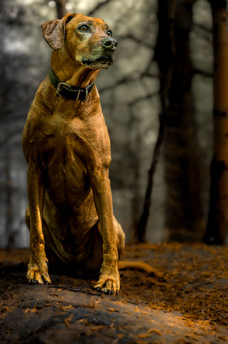 Rendition ridgeback hot sale