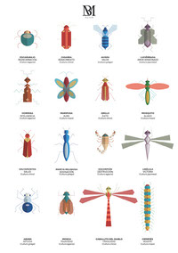 Ilustraciones_insectos_celia_blazquez