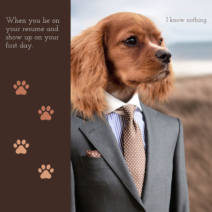 9 Funny Dog Memes| Adobe Spark