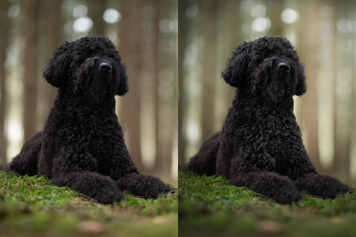 Enhancing a Black Dog with Masking