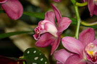Cymbidium Mini Rincon Orchid By Aravind Reddy Tarugu