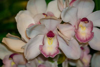 Cymbidium Orchids By Tarugu