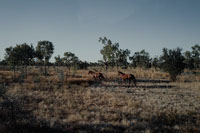 Wild Horses in The Kimberley WA