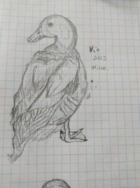 Mallard duck standing - male