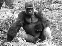 dprlab-gorilla-photography