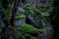 Moss Forest 1249