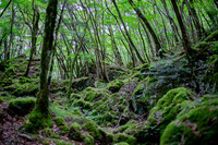 Moss Forest 0787