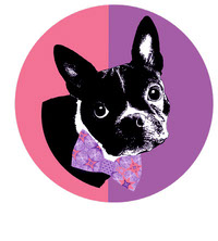Pink Boston terrier