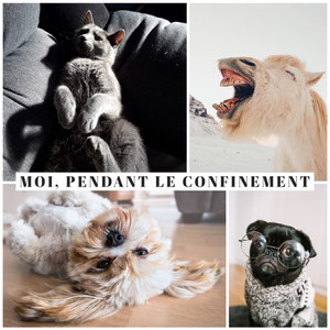 Creer Un Meme En Ligne Gratuitement Adobe Spark